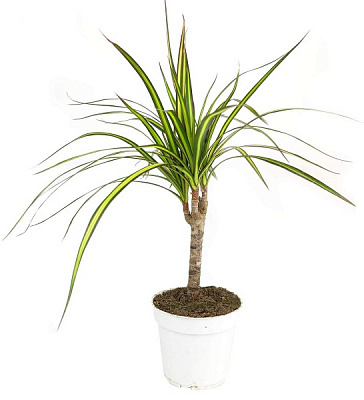 Растение Драцена 12х45 Sunray 1 ствол