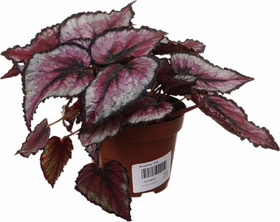 Рослина кімнатна Бегонія рекс 12/20