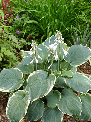 Корневище хосты Пезаз 1 шт. 