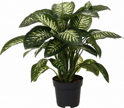 Растение комнатное Диффенбахия 24/100 микс