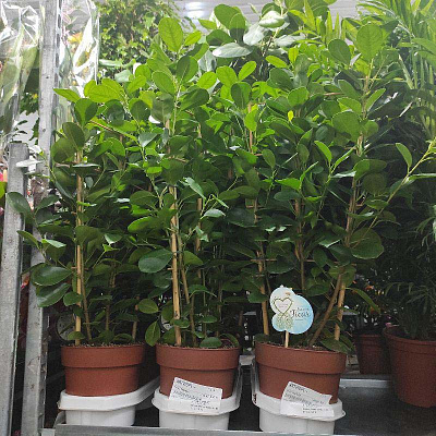 Растение Фикус микрокарпа 19х85 Moclame (куст)