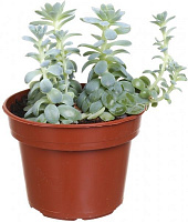 Растение Эхеверия микс 12х15 см