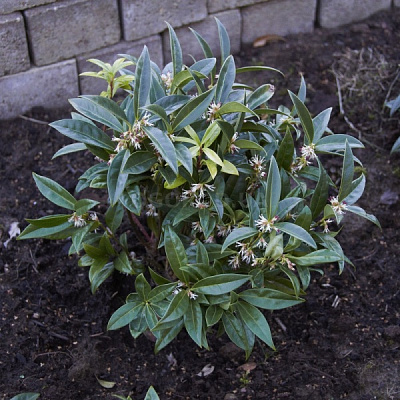 Рослина Саркокока d15/h40