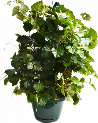 Растение цисус подвесной Mandaiana 50 см