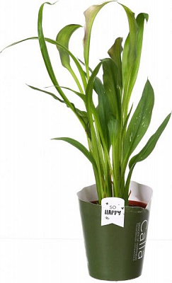 Рослина кімнатна Зантедесхія мікс 13x50 см