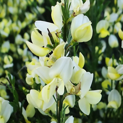 Рослина Рокитник ранній Альбус/ CYTISUS praecox Albus С3 /Н 40-60