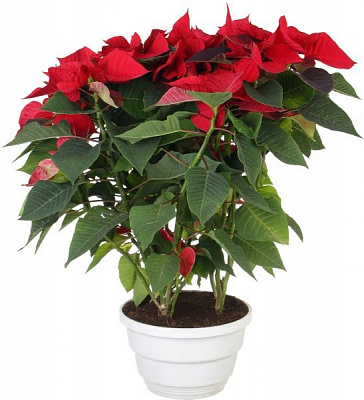 Рослина Пуансетія 25/60 см