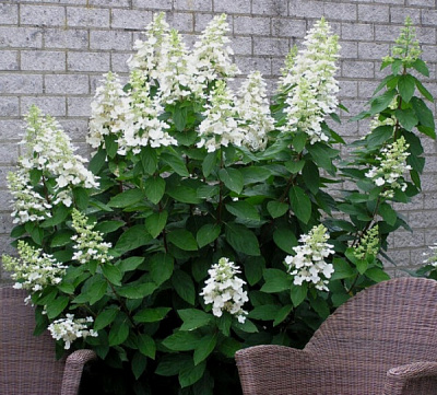 Рослина Гортензія волотиста Юнік / Hydrangea paniculata Unique С7.5,10/Н80-100