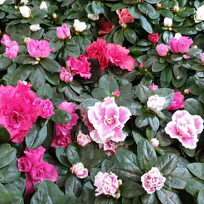 Рослина Азалія 14х30 мікс