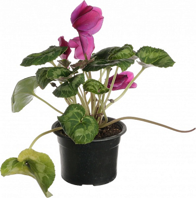 Растение цикламен d12