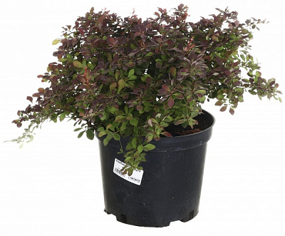 Растение Барбарис Тунберга Fire Ball (V21-S23 15-20 С5)