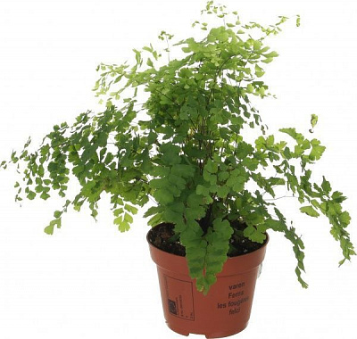 Рослина кімнатна Адіантум 12x35 см