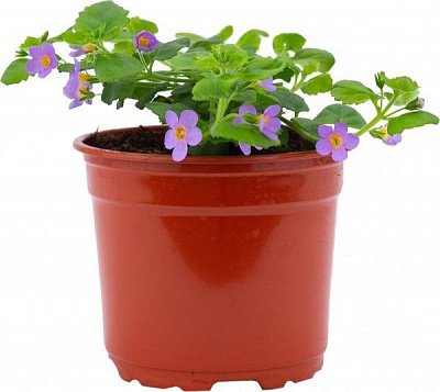 Рослина Бакопа ампельна d9