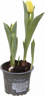 Растение комнатное Тюльпан d9/h15