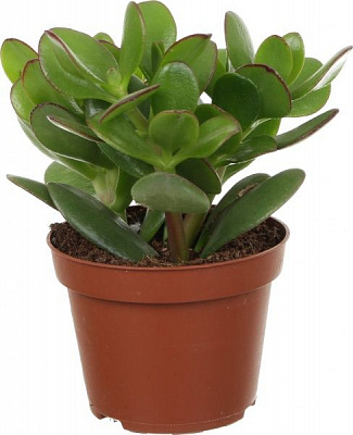 Растение комнатное Крассула Ovata 12х20 см