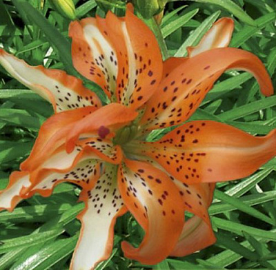 Луковица Яскрава Лилия азиатская двойная Must see 1 шт.