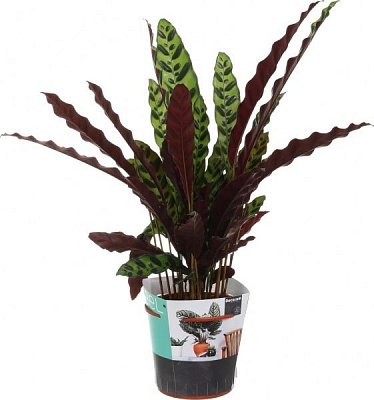 Рослина Калатея 17х80 см Ланціфолія