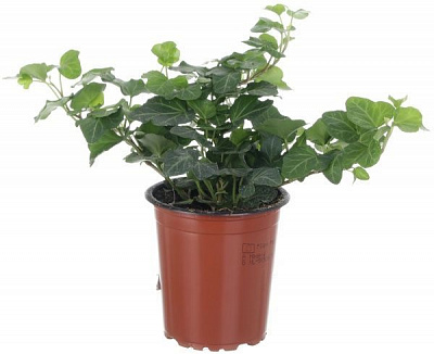 Растение комнатное Плющ 12x55 см