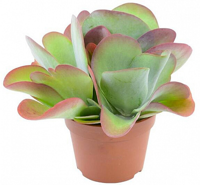 Рослина кімнатна Каланхоє Тірсіфлора d14/h27