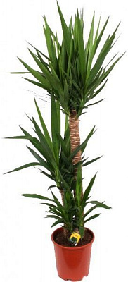 Рослина кімнатна Юкка 17/85 2