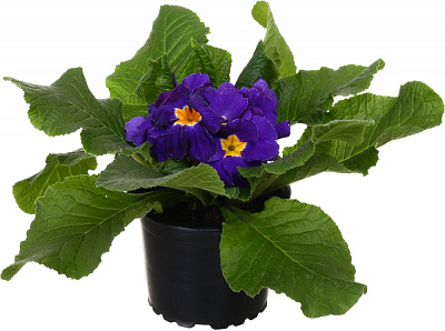 Рослина декоративна Примула мікс d9