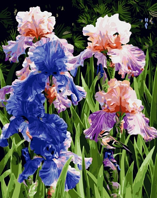 Картина по номерам Яркие ирисы bk_1262 40x50 см BookOpt 