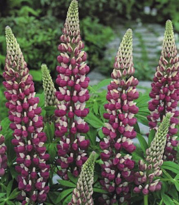 Корневище Яскрава Люпин The Chatelaine 1 шт. 