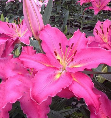 Луковица Яскрава Лилия OT гибрид Giordana 1 шт. 