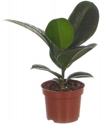 Рослина Фікус Elastica Belize 12/35