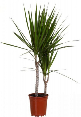 Растение Драцена Маргината 2 ствола 17/85