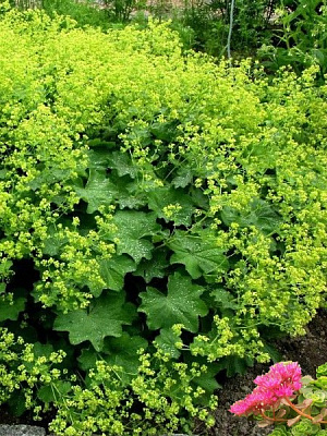 Корневище манжетки Молис Робустика 1 шт. 