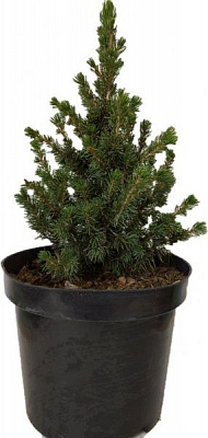 Саджанець MegaPlant Ялина сиза Conica С3