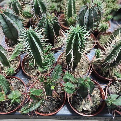 Растение Кактус 5х8 Euphorbia микс