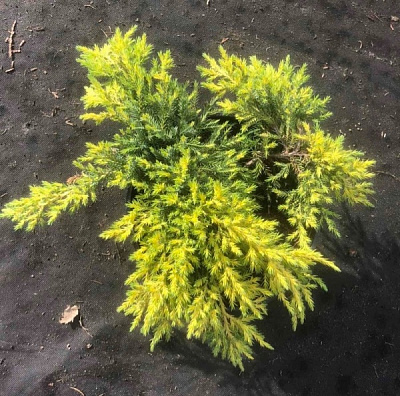 Растение Можжевельник средний Daub's Frosted (V19-F21 50-60 C10)