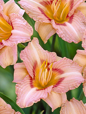 Кореневище Heemskerk Vasteplanten B.V. лілійника Лонгфілдс Глорі 1 шт.