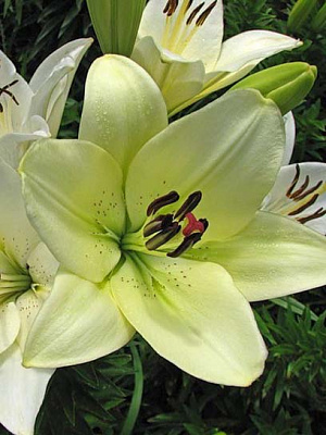 Луковица лилии ЛА Эркалано 1 шт. 