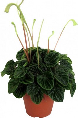 Рослина Пеперомія 12х25 Carperata Lilian