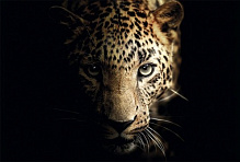 Репродукция Leopard 113x85 см Styler 