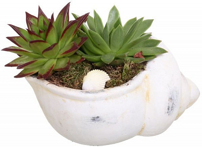 Композиция Суккулент в раковине 20/22