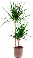 Растение Драцена Marginata 3 ствола 21x100-110 см