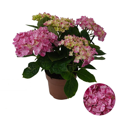 Растение Гортензия 14х40 розовая Sweet Campino