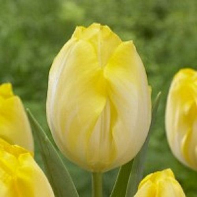 Луковица Тюльпан Триумф Болроял Силвер 5 шт. 