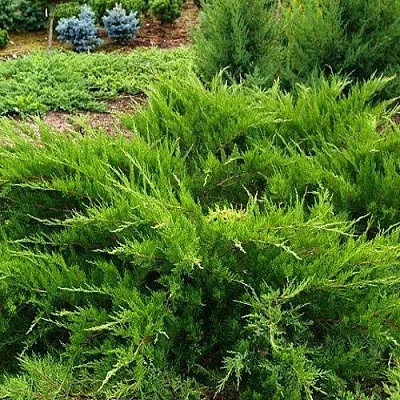 Растение Можжевельник минт d17/h40