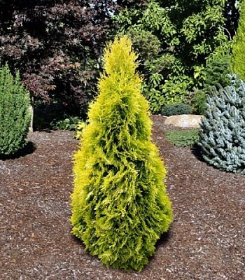 Рослина Туя західна / Thuja occidentalis Janed Gold ( 3 кулі ), С15