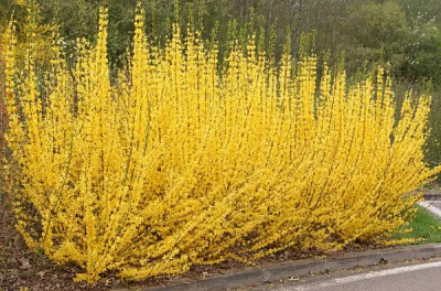 Рослина Форзиція/ Forsythia int. Minigold С2, H 20-40