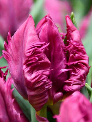 Луковица тюльпана попугайного Паррот Принс 3 шт. 