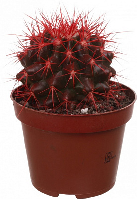 Растение комнатное Кактус эхиногрузон микс разноцветный Rainbow d10,5/h15