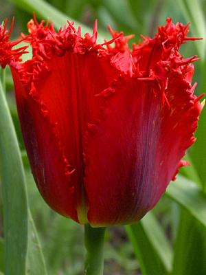 Цибулина тюльпана бахромчастого Крістал Б'юті 3 шт.