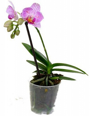 Рослина Фаленопсіс міні мікс 1 гілка 6х20 см