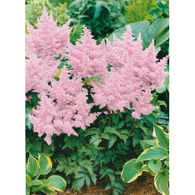 Корнеклубень Астильба Bressingham Beauty 1 шт. Яскрава